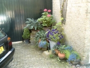 Blumen in Hindeloopen